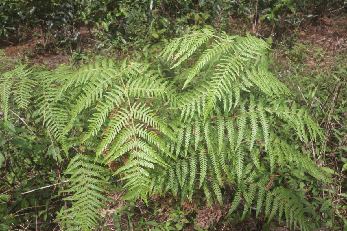 Pteridium revolutum  (Blume) Nakai